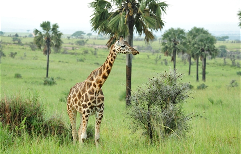 Rothchild's giraffe in Uganda CREDIT: Julie Larsen Maher/WCS